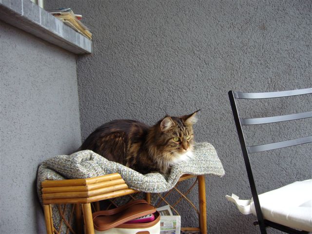 Jolie parvekkeella Lux.jpg